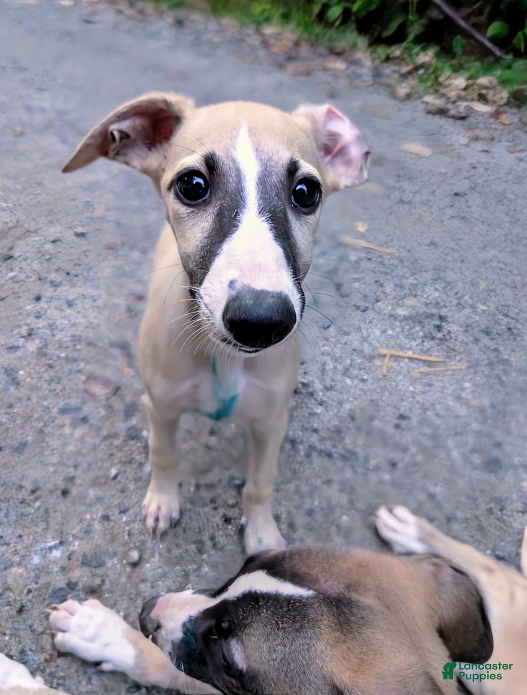 Whippet dogs for sale: Tilly - Image 10
