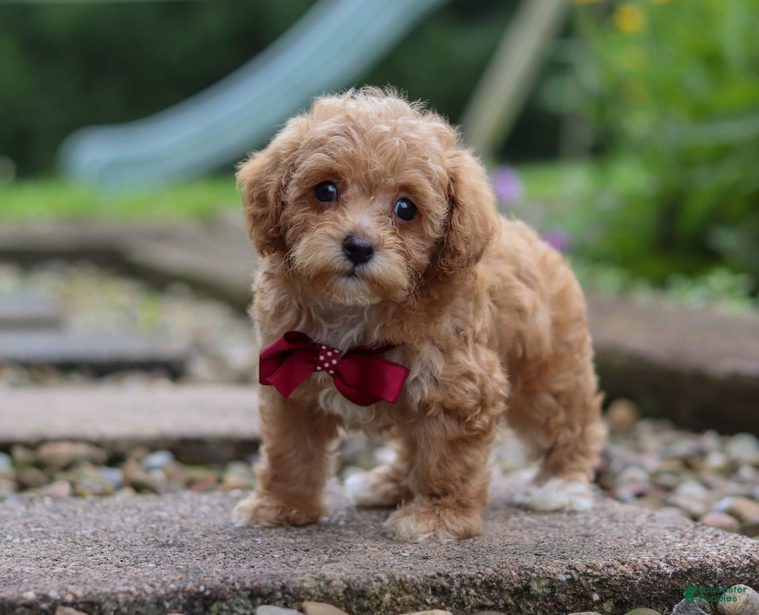 Miniature Poodle dogs for sale: Kylar - Image 7