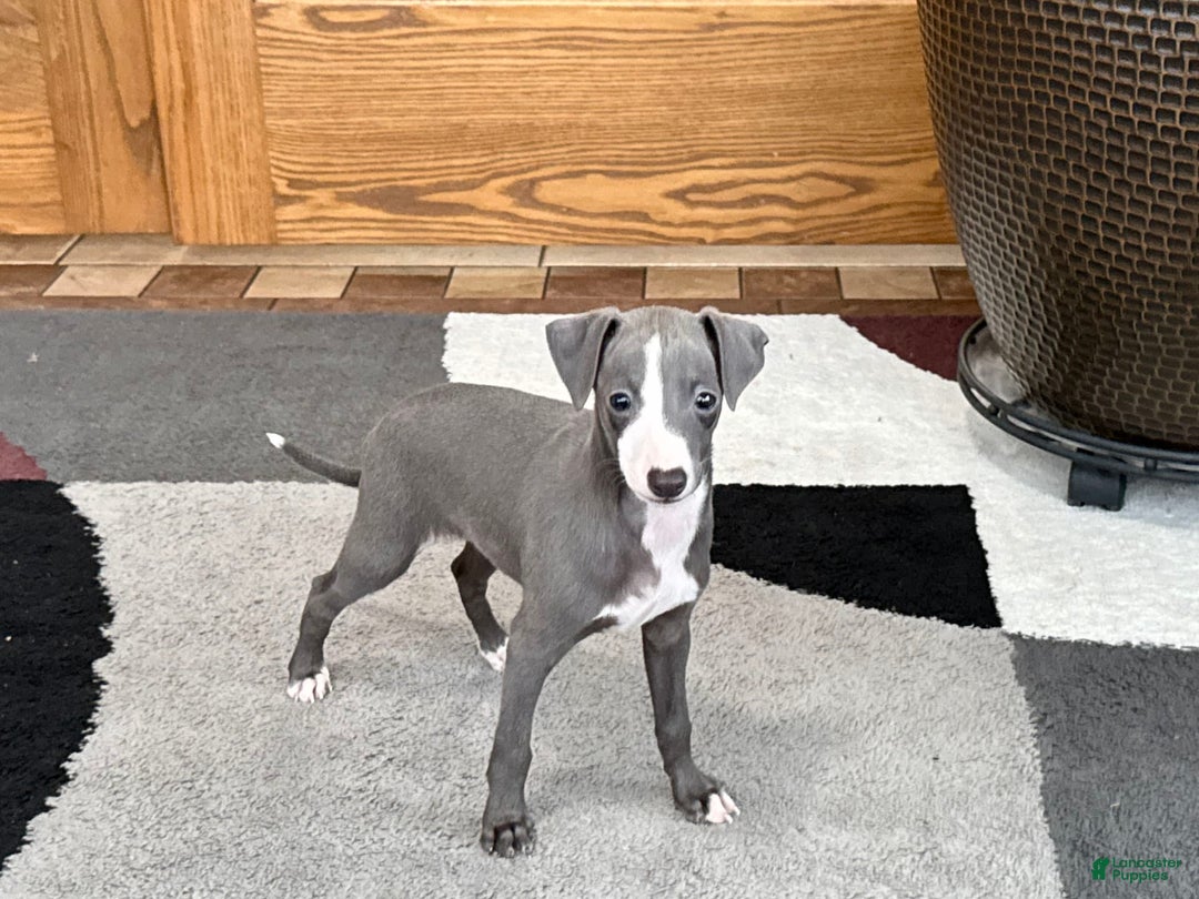 Italian Greyhound dogs for sale: Joey - Image 8