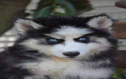 Siberian Husky dogs for sale: Steele - Image 2