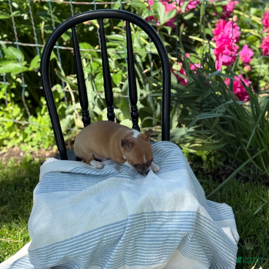 Chihuahua dogs for sale: Harvey - Image 3