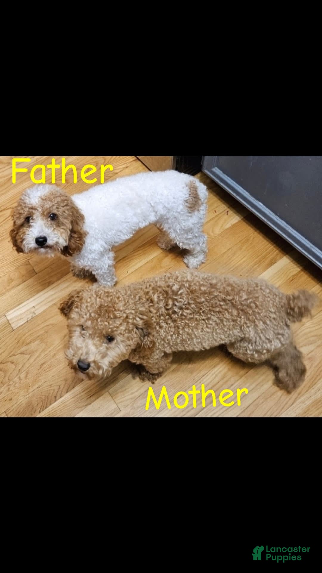 Toy Poodle dogs for sale: Teddy - Image 7