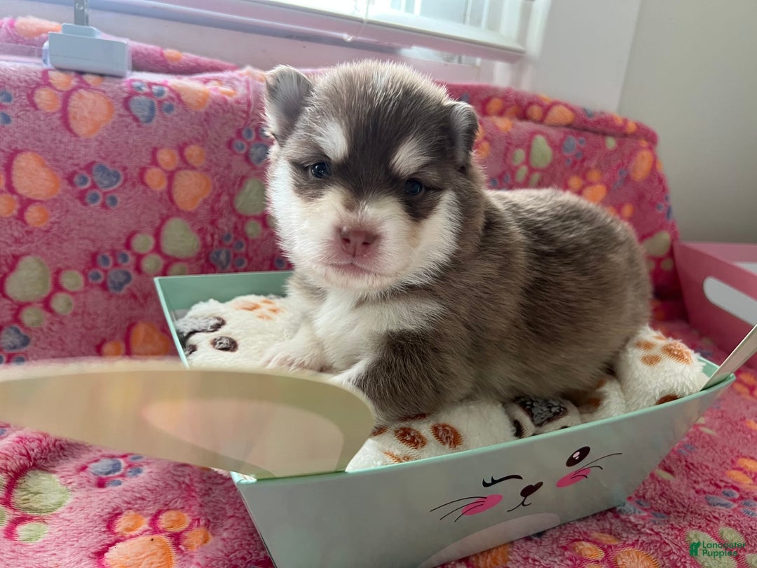 Pomsky dogs for sale: Joy - Image 2