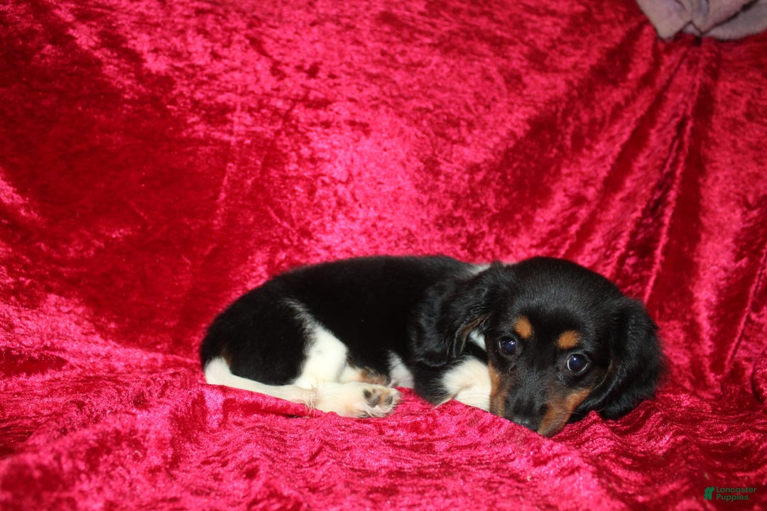 Miniature Dachshund dogs for sale: Casey - Image 8