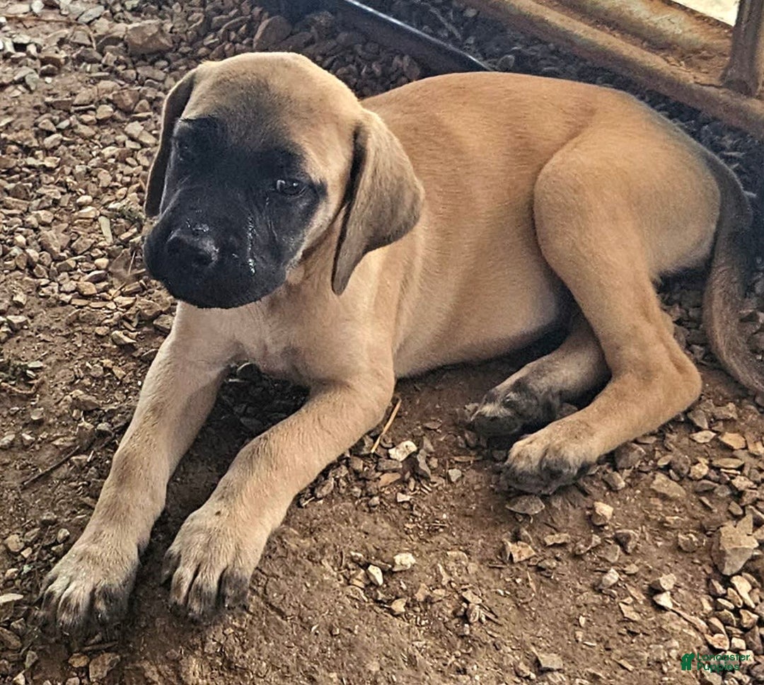 English Mastiff dogs for sale: Feebee - Image 5