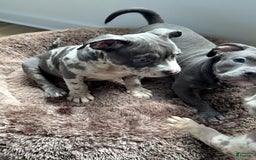 American Bully dogs for sale: Ryder - Image 10