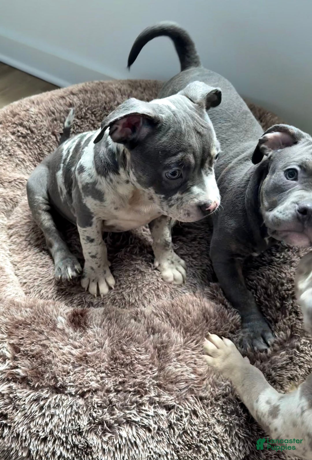 American Bully dogs for sale: Ryder - Image 10