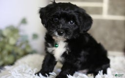 Yorkiepoo dogs for sale: Arrow - Image 9
