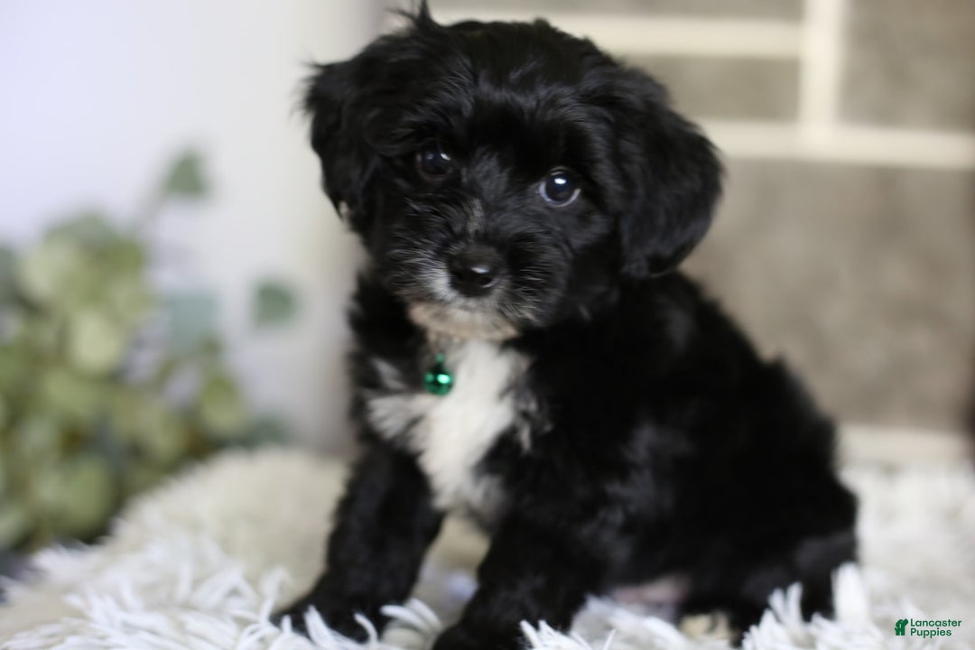 Yorkiepoo dogs for sale: Arrow - Image 9