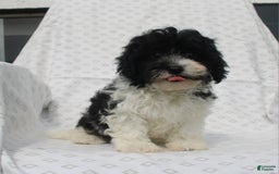 Maltipoo dogs for sale: Magic - Image 5