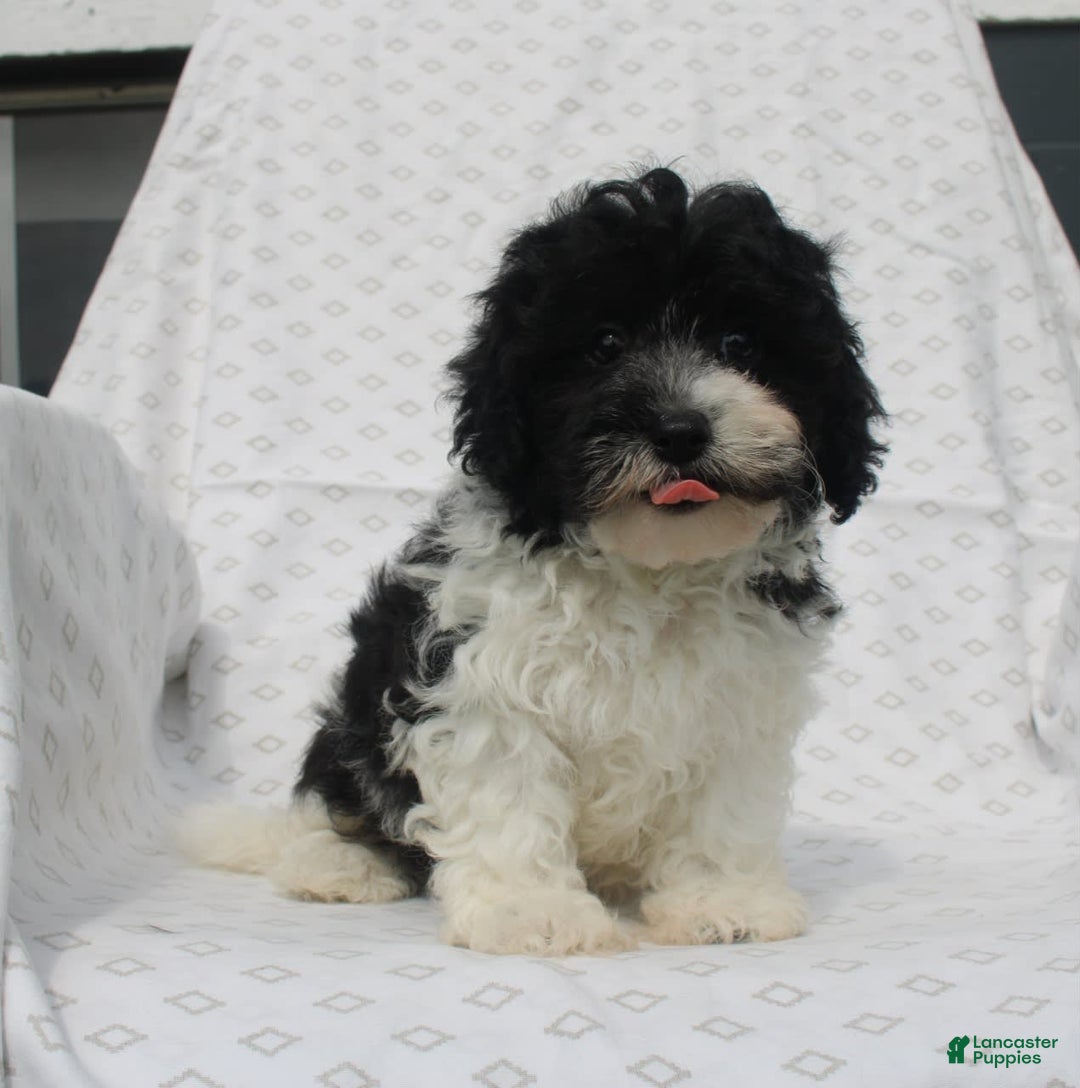 Maltipoo dogs for sale: Magic - Image 5