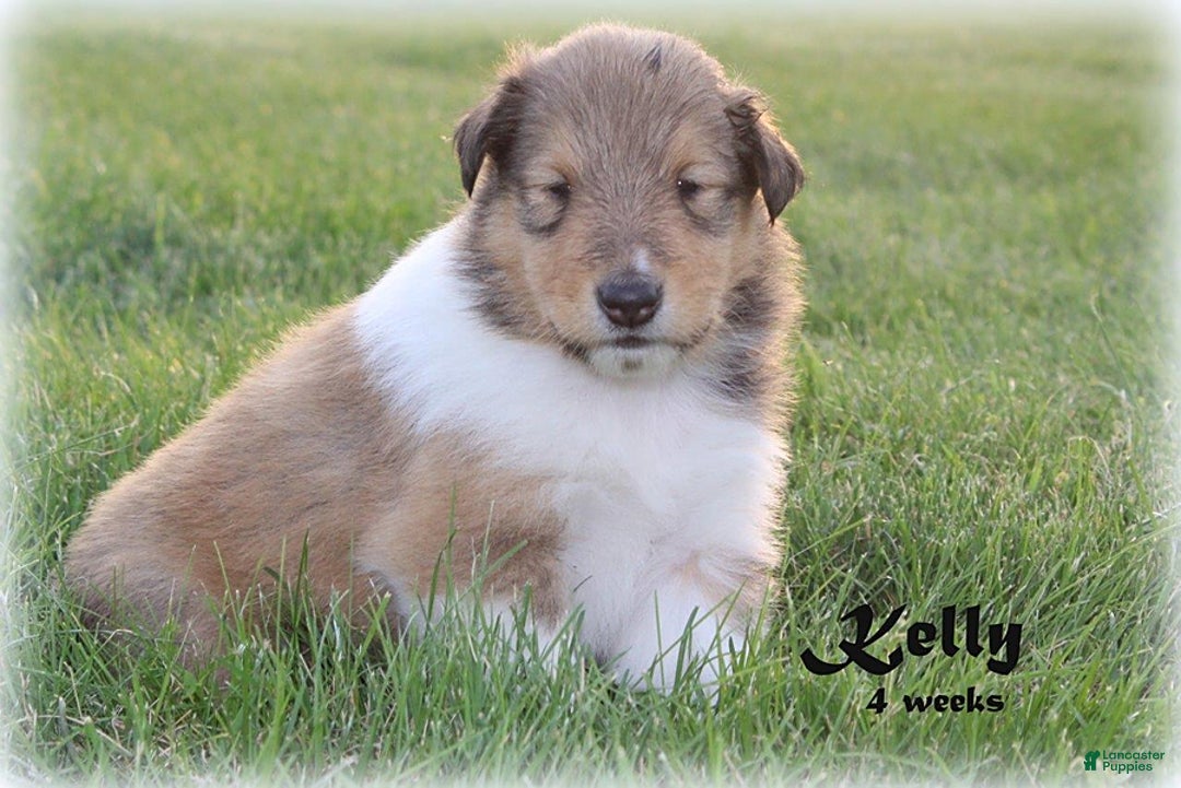 categoriesInfo:categoryAttributeOptions.pets.dogs.breed.roughCollie dogs for sale: Kelly - Image 5