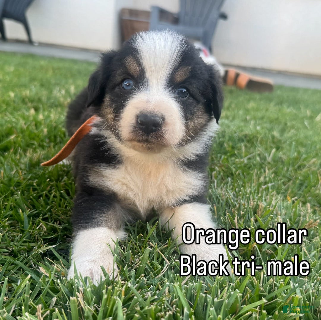 Australian Shepherd dogs for sale: Orange Collar - Image 3