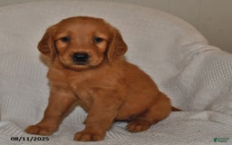 Golden Retriever dogs for sale: Daisy - Image 3