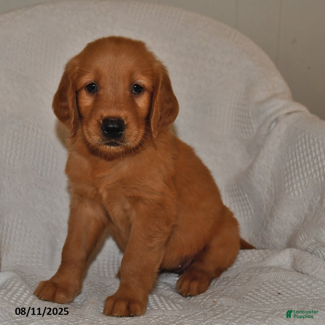 Golden Retriever dogs for sale: Daisy - Image 3