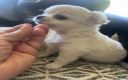 Chihuahua dogs for sale: Duke - Image 2