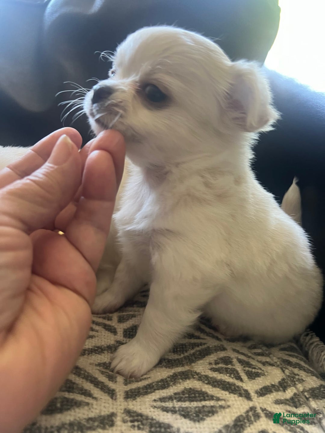 Chihuahua dogs for sale: Duke - Image 2