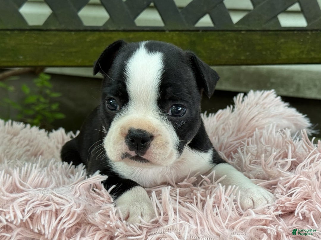 Frenchton dogs for sale: Jodi - Image 4