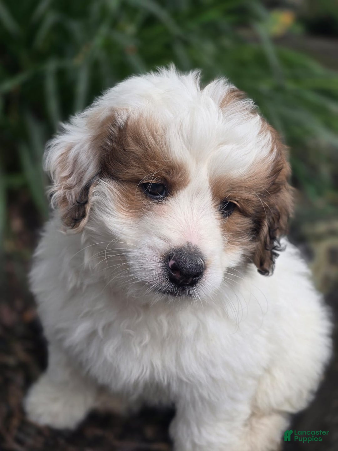 Mini Bernedoodle dogs for sale: Bubba - Image 5