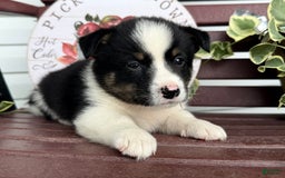 Shiba Inu dogs for sale: Evan - Image 2