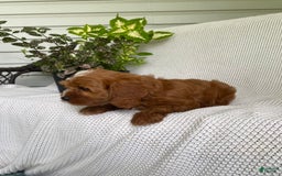 Cavapoo dogs for sale: Maverick - Image 4