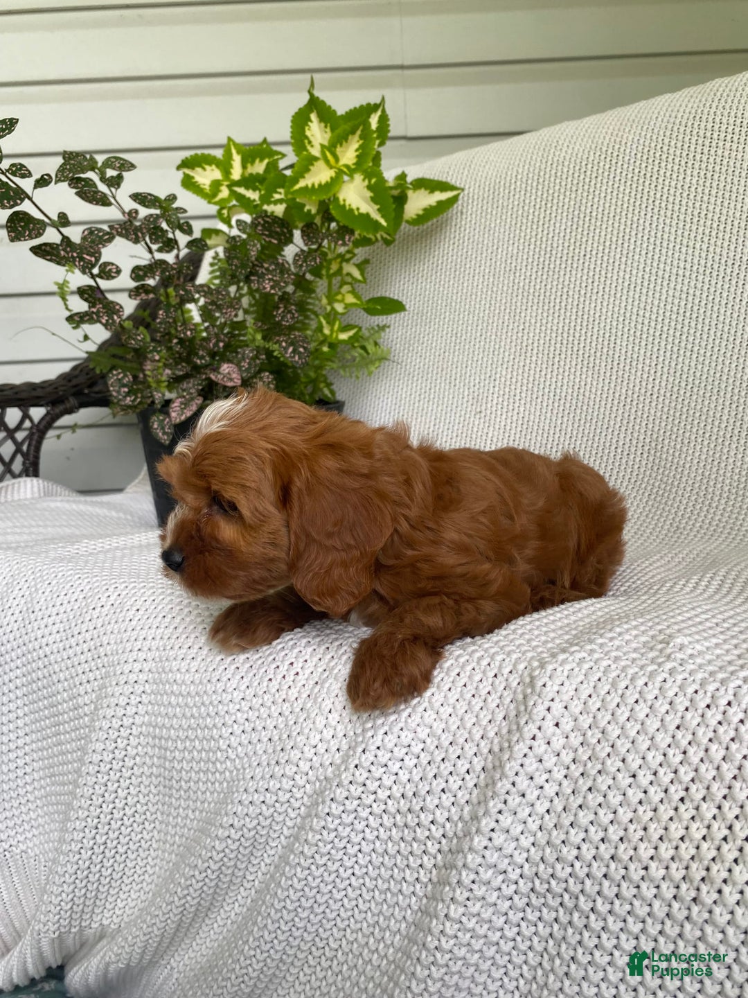 Cavapoo dogs for sale: Maverick - Image 4