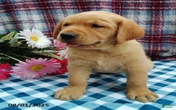 Labrador Retriever dogs for sale: Labrador Retriever 5 puppies - Image 7