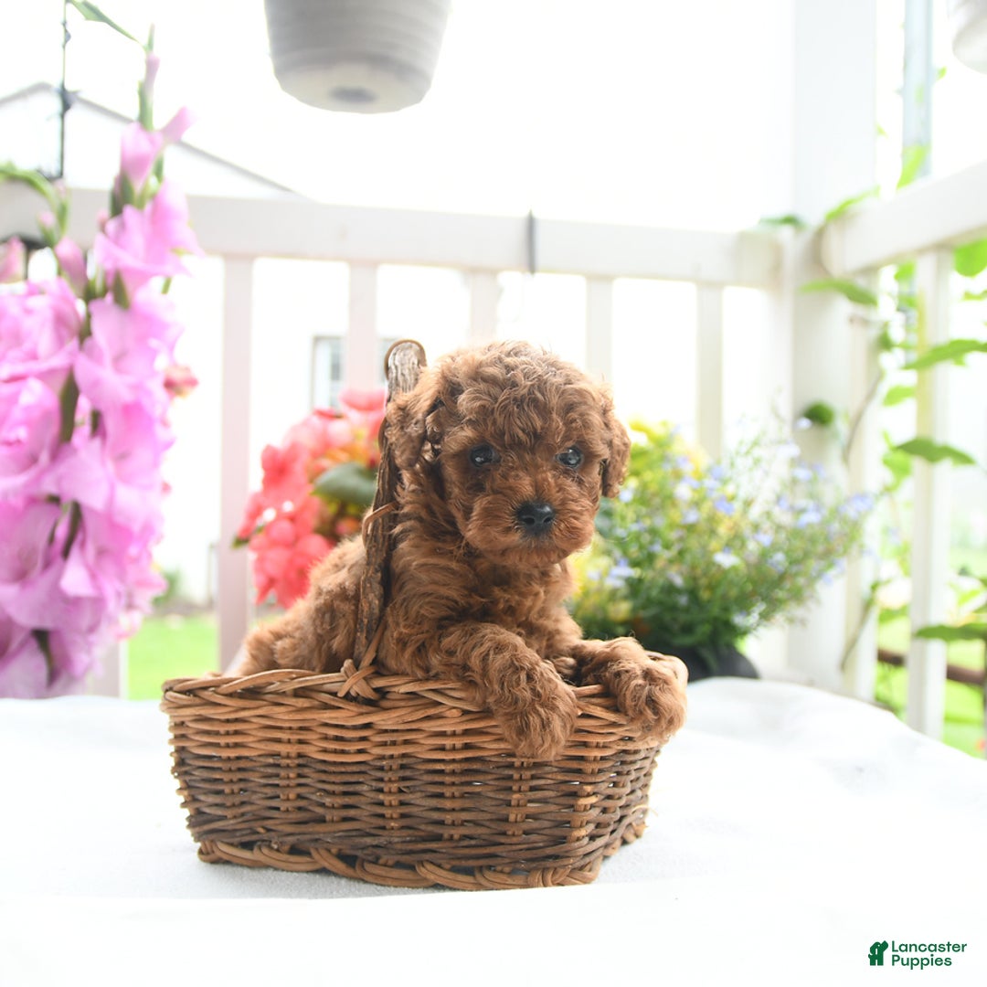 Toy Poodle dogs for sale: Victor - Image 1