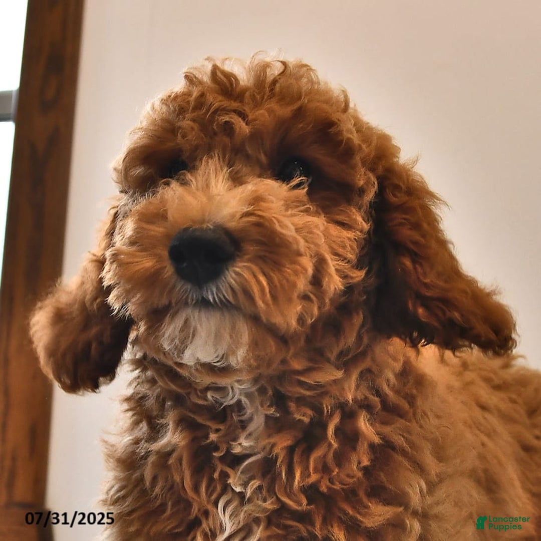 Mini Goldendoodle dogs for sale: Dakota - Image 2