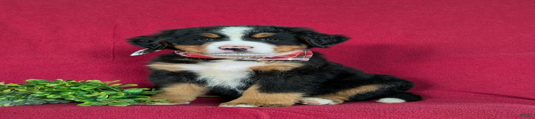 Gordan