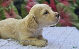 Dachshund dogs for sale: Shortcake - Image 4