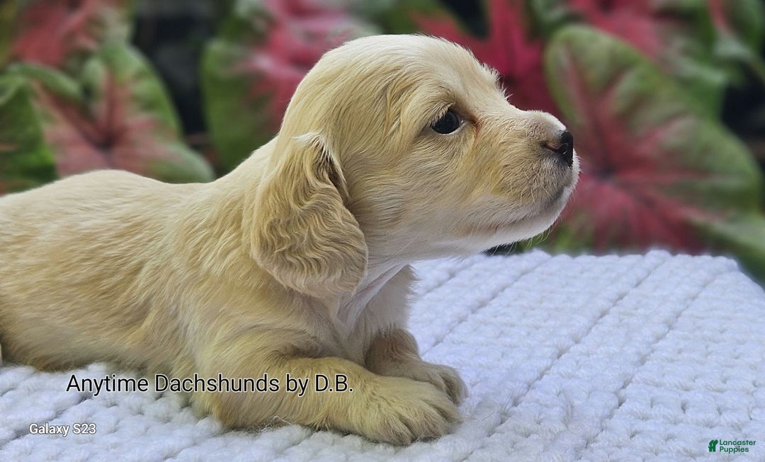 Dachshund dogs for sale: Shortcake - Image 4