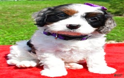 Cavapoo dogs for sale: Chloe - Image 1