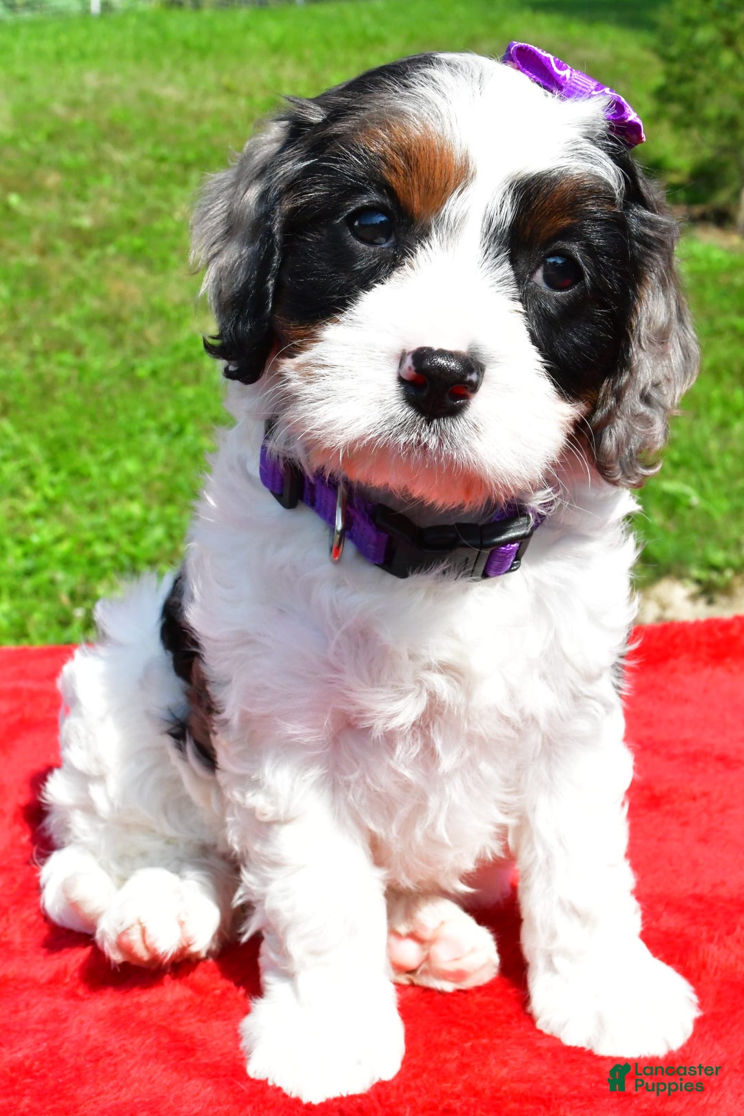 Cavapoo dogs for sale: Chloe - Image 1