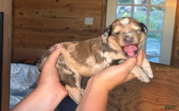 Aussiedoodle dogs for sale: Winona - Image 1