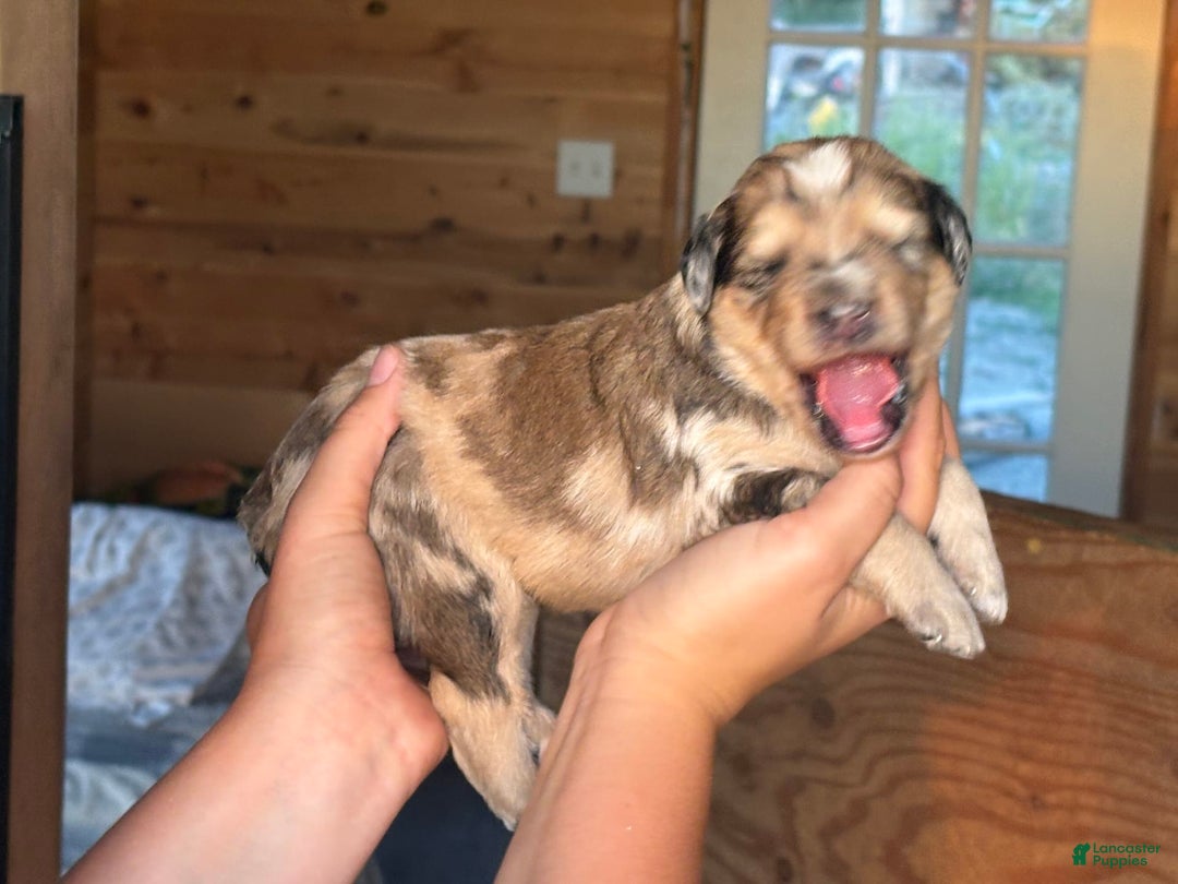 Aussiedoodle dogs for sale: Winona - Image 1