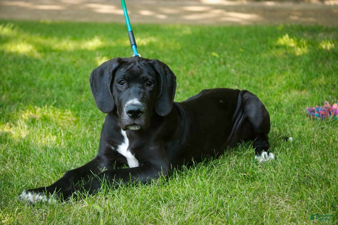 Great Dane dogs for sale: Athena - Image 8