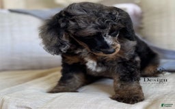 Standard Poodle dogs for sale: Adam - Image 6