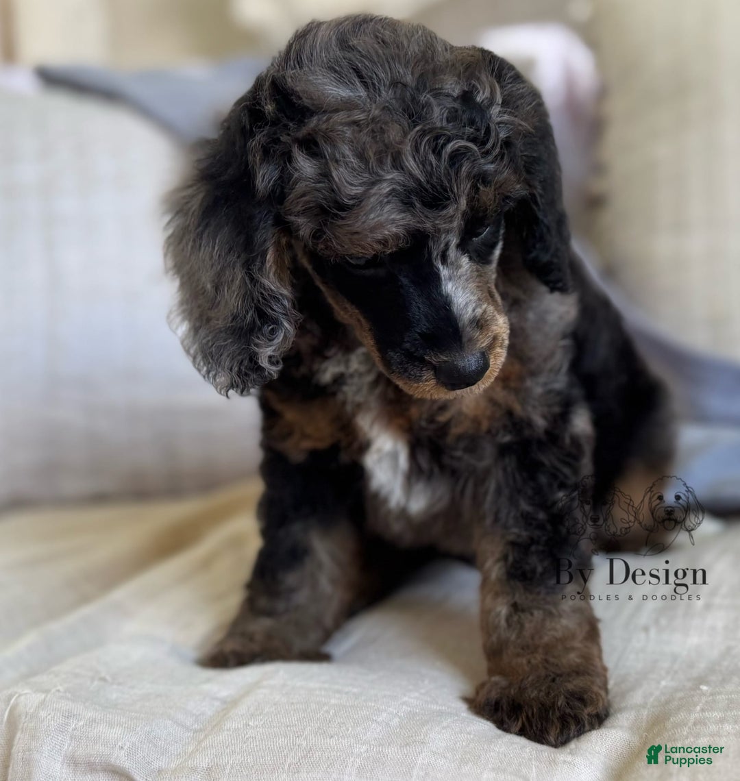 Standard Poodle dogs for sale: Adam - Image 6