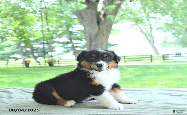 Australian Shepherd dogs for sale - Ad 3