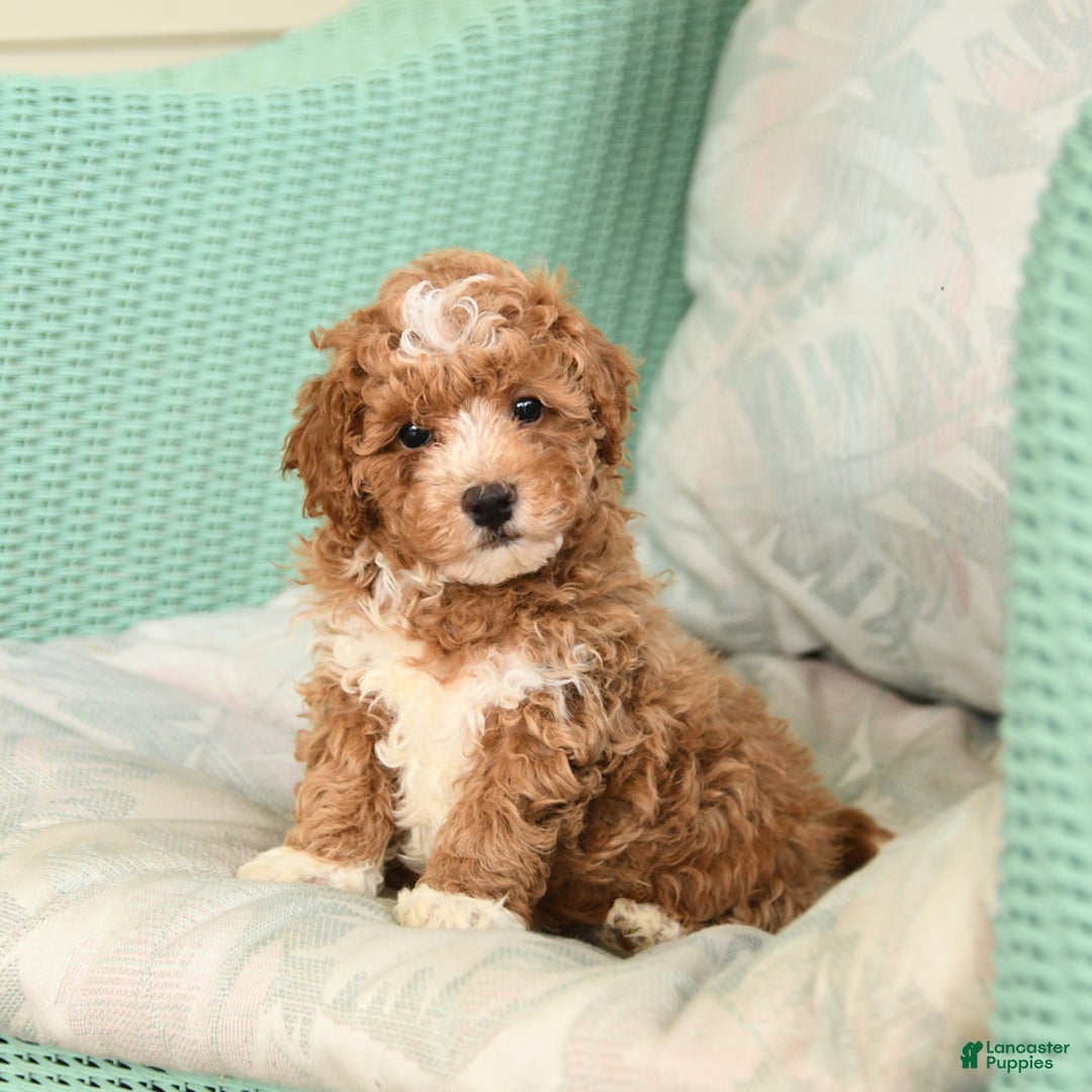 Maltipoo dogs for sale: Loyal - Image 8