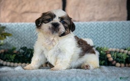 Shih Tzu dogs for sale: Tiger - Image 4