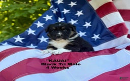 Australian Shepherd dogs for sale: Kauai - Image 1