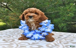 Mini Goldendoodle dogs for sale: Dakota - Image 13