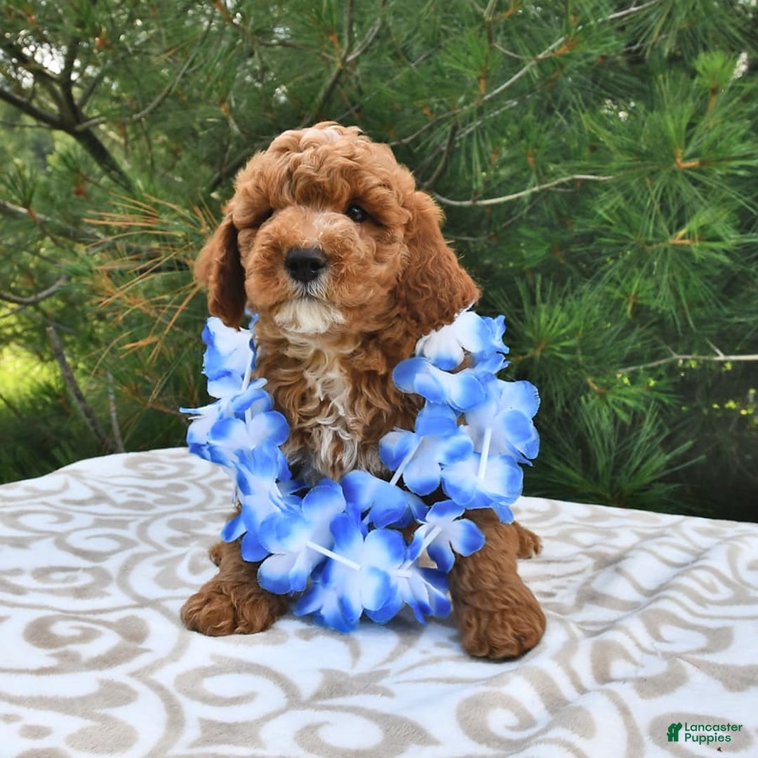 Mini Goldendoodle dogs for sale: Dakota - Image 13