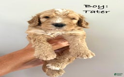 Bernedoodle dogs for sale: Black Collar - Image 3