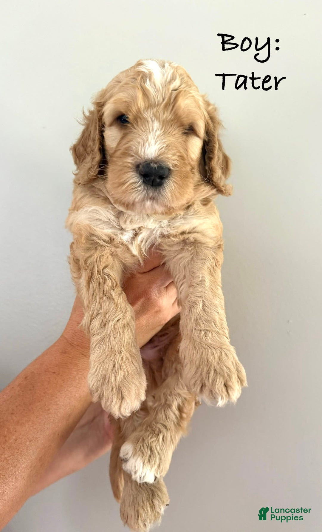 Bernedoodle dogs for sale: Black Collar - Image 3
