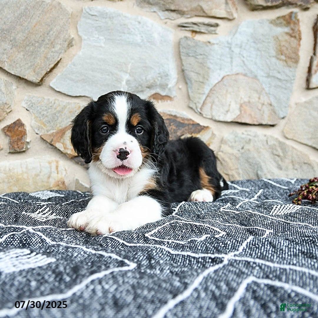 Miniature Bernese Mountain Dog dogs for sale: Oak - Image 2