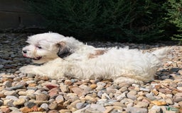 Teddy Bear dogs for sale: Cotton - Image 6