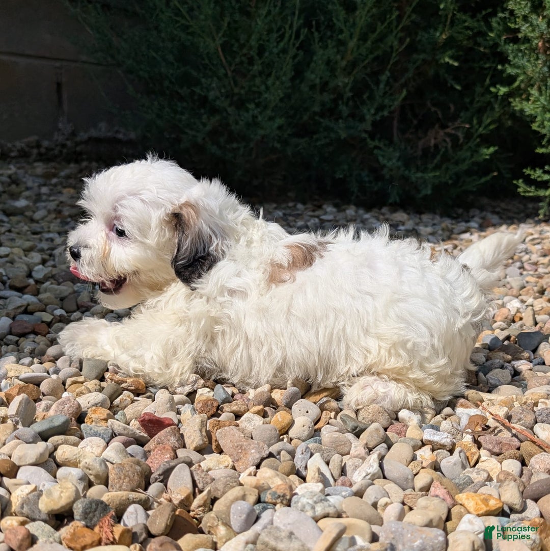 Teddy Bear dogs for sale: Cotton - Image 6